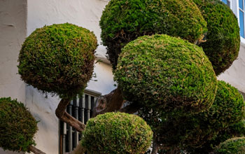 SDBS_tree_&_shrub_trimming